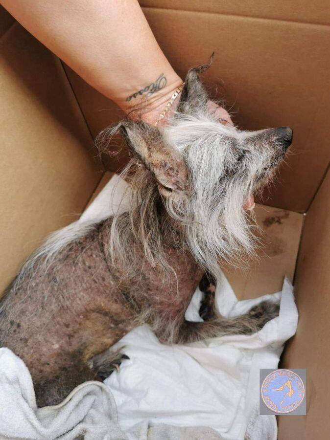 Uratowany przez dzieci jastrząb, pies wyrzucony do śmietnika i wiele innych! Coraz więcej interwencji Animal Patrol