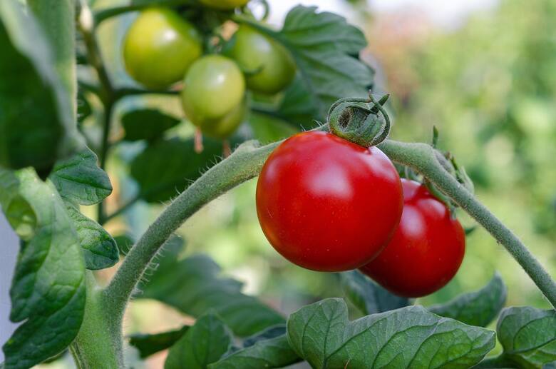 Sadząc pomidory, warto zwrócić uwagę na to, co rosło w danym miejscu przed nimi.