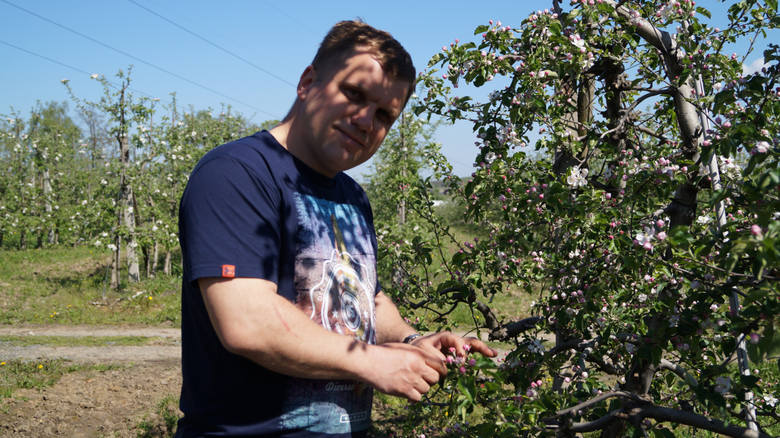 Odpowiedź na rosyjskie embargo:  Bądź zdrów, jedz jabłka z gminy Mstów