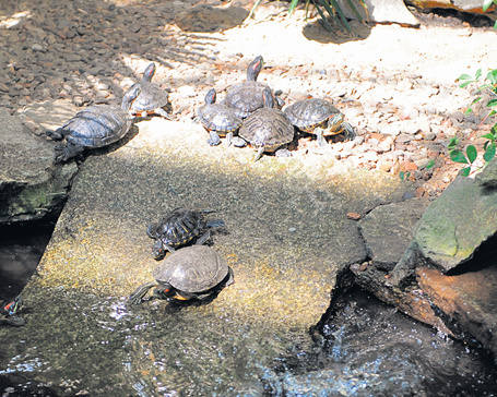 Żółwie lubią wylegiwać się w słońcu, a gdy go nie ma <br>- pod lampami.