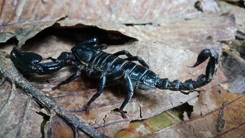 Skorpiony odpowiadają nawet za 5000 śmiertelnych ofiar rocznie. Spośród kilku tysięcy gatunków zaledwie 25 jest jadowitych. Jedną z bardziej niebezpiecznych odmian jest skorpion żółty. W popularnej wśród turystów Tajlandii występują skropiony czarne.