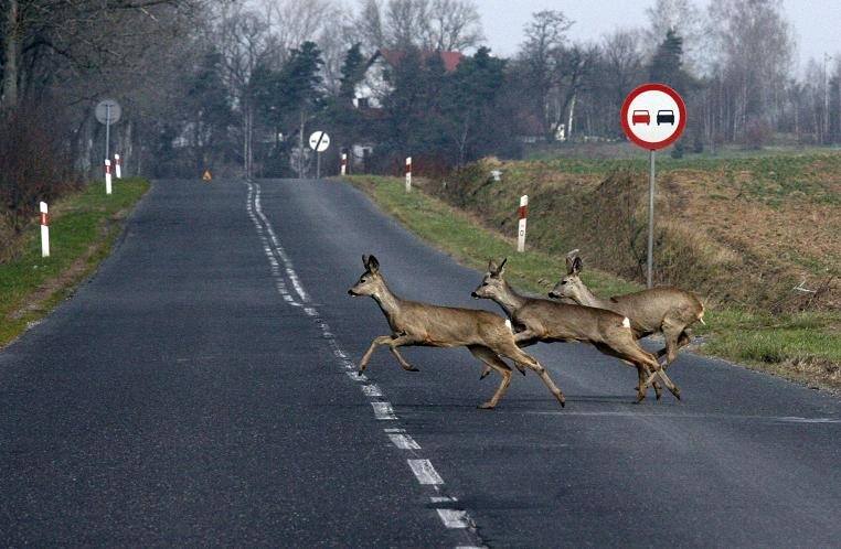 System odstrasza zwierzęta przed przebieganiem przed samochodami, Fot: Głos Wielkopolski