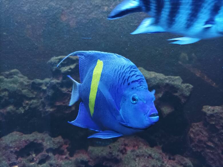 Kolorowa rybka w crikvenickim akwarium