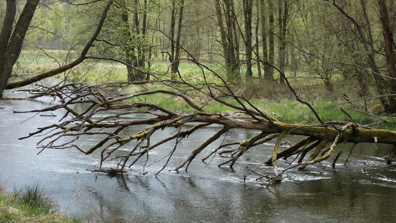 Drawieński Park Narodowy (położony na terenie Lubuskiego, Zachodniopomorskiego i Wielkopolskiego), który 1 maja 2020 r. obchodził 30. urodziny, to rzeka