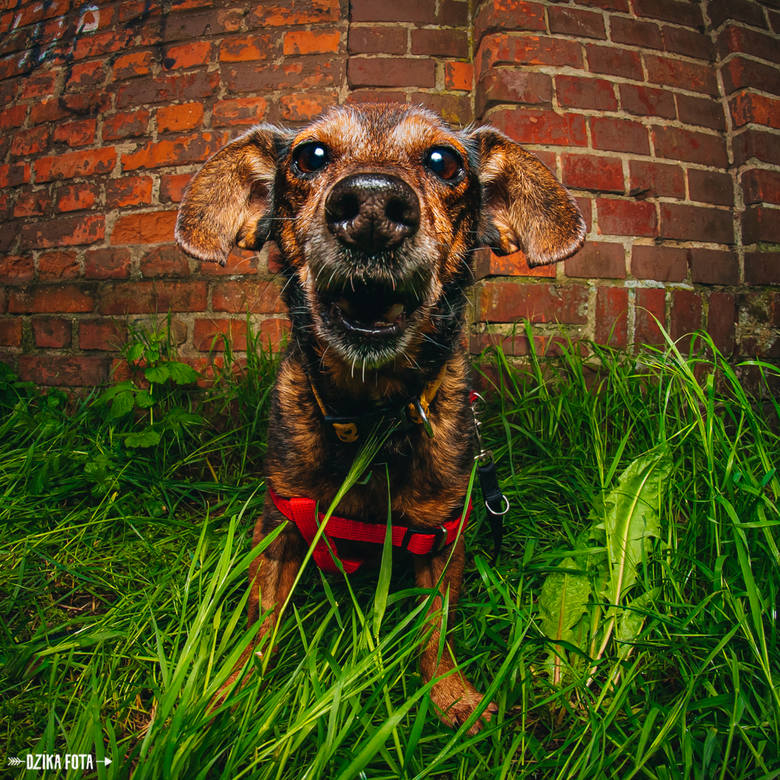 Psi fotograf z Poznania Błażej Kujawa, autor Dzikiej Foty: Czasami wyję jak wilk za obiektywem w nadziei, że pies na mnie spojrzy