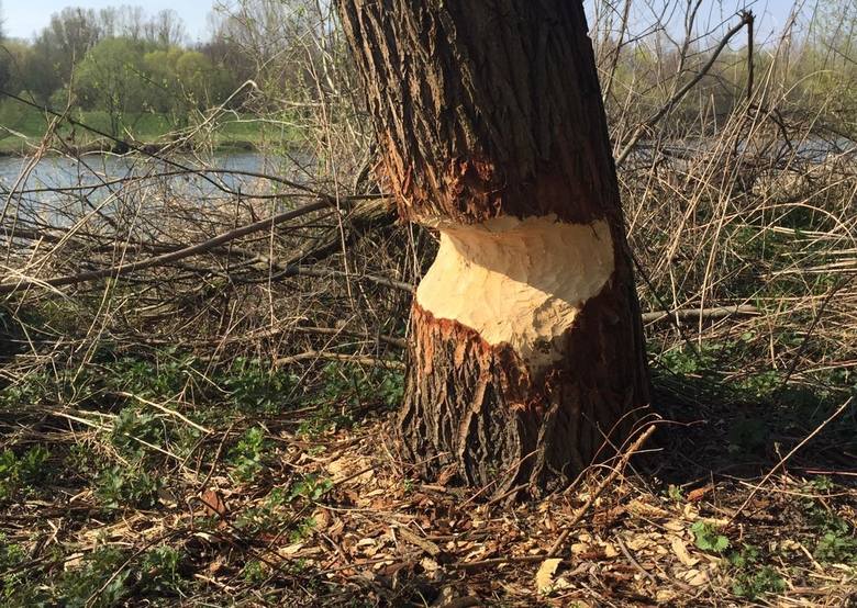 To drzewo, rosnące niedaleko opolskiego kąpieliska Bolko, zostało mocno podgryzione przez bobry. Takie przypadki mogą się u nas powtarzać. <br /> 
