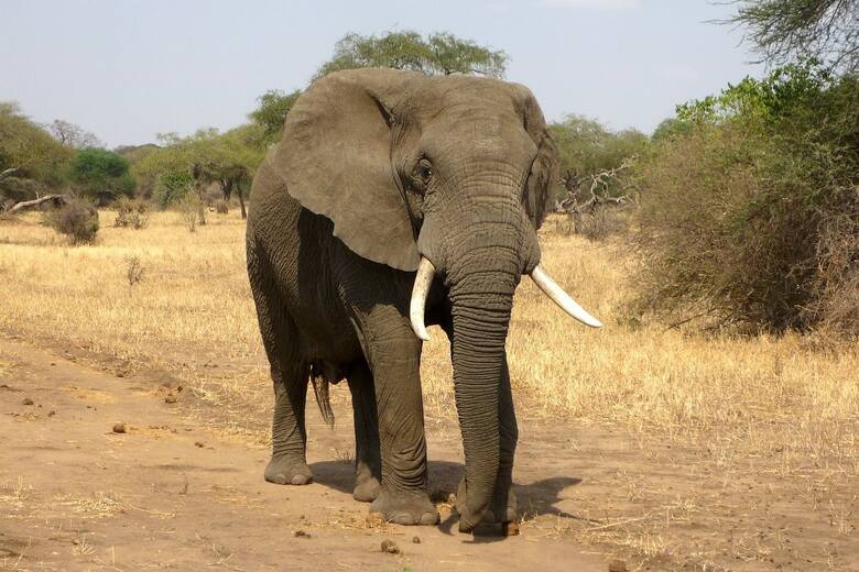 Słoń zaatakował samochód z turystami na Sri Lance.