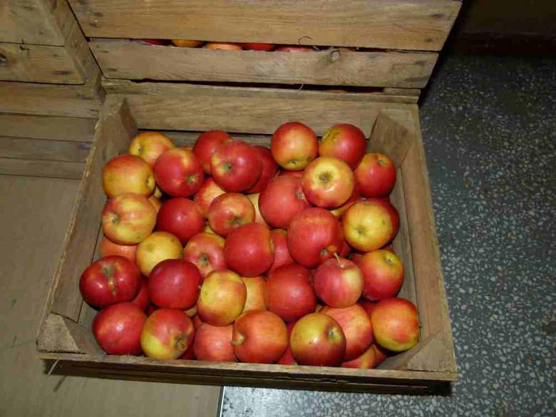 Gminie Deszczno udało się pozyskać z Agencji Rozwoju i Modernizacji Rolnictwa 40 ton jabłek. Trafią do rodzin wielodzietnych, osób ubogich, chorych i korzystających z pomocy społecznej.