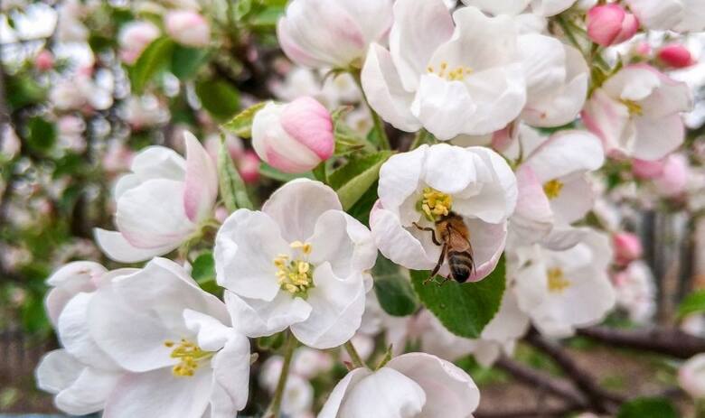 Pszczoły nie zapylą wszystkich kwiatów, ale wcale nie muszą. Drzewa wytwarzają je z "dużym zapasem", a niezapłodnione zrzucają.