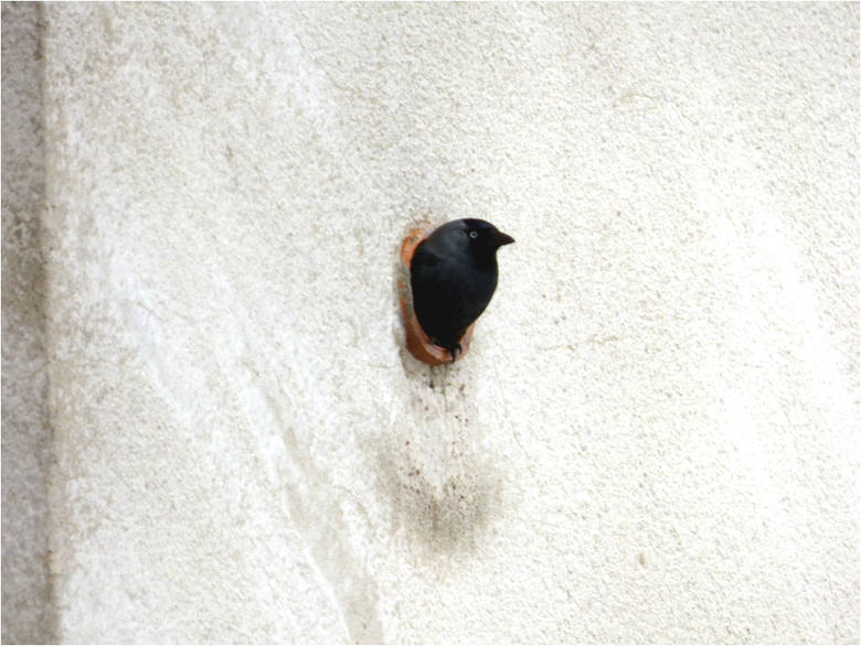 Otwory stropodachu to najczęściej wykorzystywane przez kawki miejsca w budynkach. Pod otworem można zobaczyć ciemne zabrudzenie, które powstaje w wyniku ocierania się ptaka ogonem o ścianę podczas wchodzenia do otworu. 