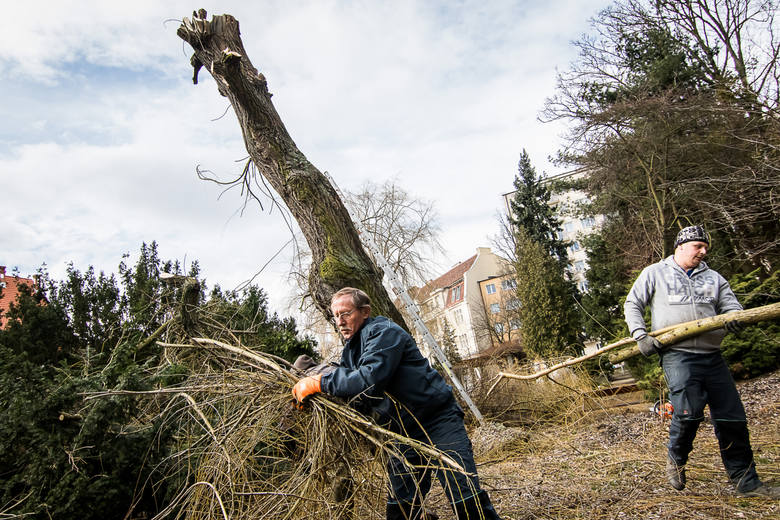 Wczoraj drzewa cięto w ogrodzie botanicznym w Bydgoszczy.