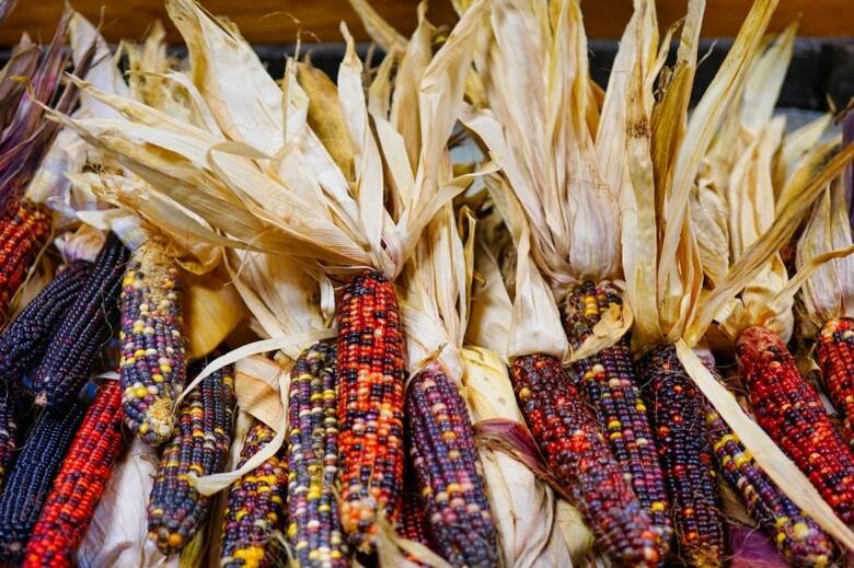 Kolorowe odmiany kukurydzy nadają się przede wszystkim do dekoracji. Są wprawdzie jadalne, ale niezbyt smaczne.