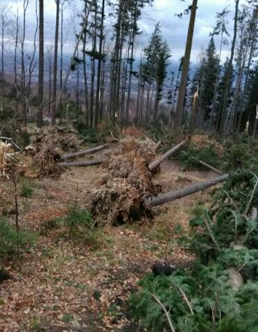 Halny zniszczył Cygański Las w Bielsku-Białej
