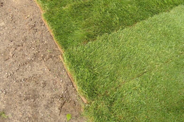 Decydując się na trawnik z rolki od razu zyskujemy zieloną murawę.