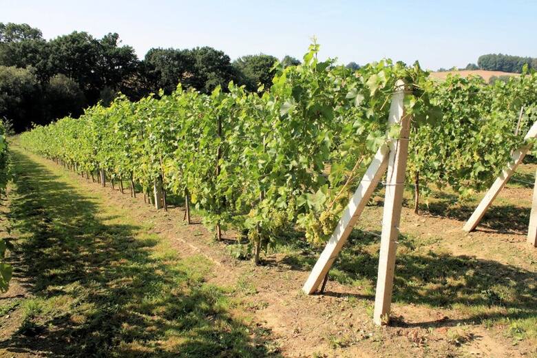Od uprawy winorośli po chemię wina. Studia enologiczne na Uniwersytecie Jagiellońskim mają już 10 lat!