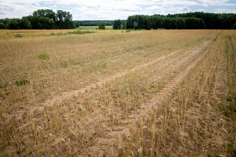 Nawet w ubiegłym roku o tej porze na polach nie było aż tak sucho. Rolnicy chcą ogłoszenia stanu klęski żywiołowej