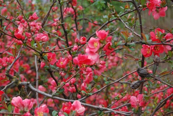 Piękne kwiaty pigwowca pojawiają się na krzewach już w kwietniu-maju.