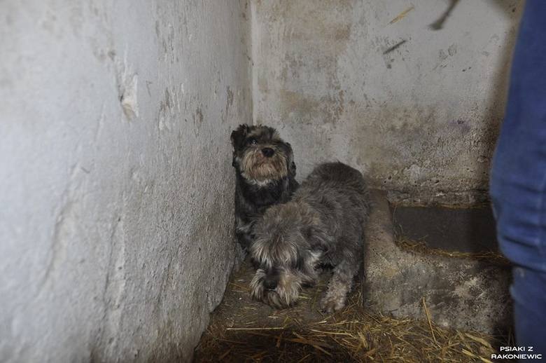 W 2015 roku hodowcom w Puszczykowie (powiat grodziski) fundacje prozwierzęce w asyście policji odebrały 53 psy, które żyły w skrajnie złych warunkach.