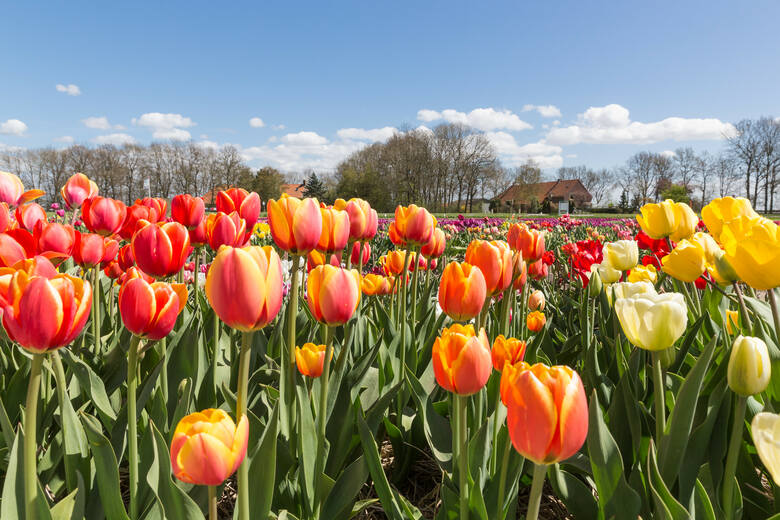 Tulipany - symbol Holandii