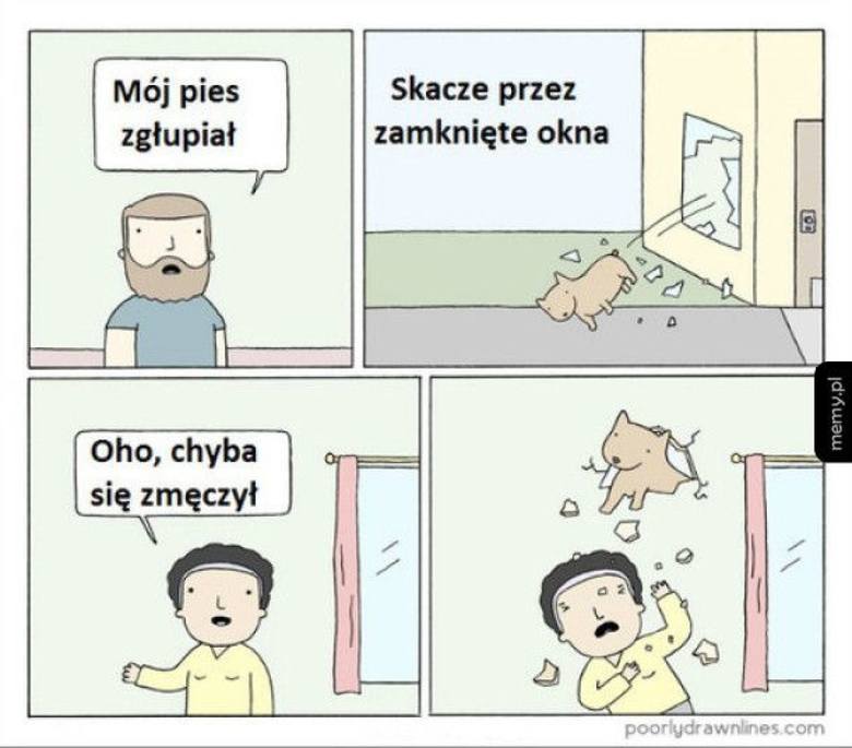 Międzynarodowy Dzień Psa 2017: MEMY Psy i humor, który ...