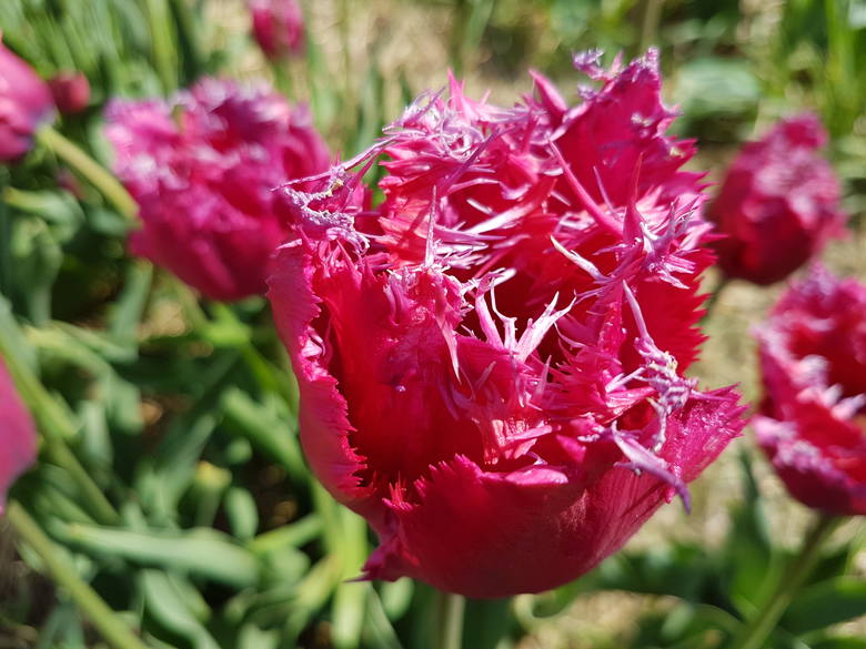 fot. Magiczne Ogrody - tulipan "Magiczne Ogrody"