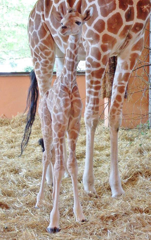 W chorzowskim zoo na świat przyszła żyrafa. To samica, Wkrótce ogłoszony zostanie konkurs na imię żyrafy