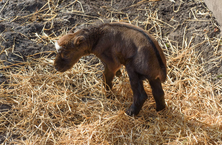 W toruńskim zoo zobacz pierwsze młode takiny. Co to za gatunek?