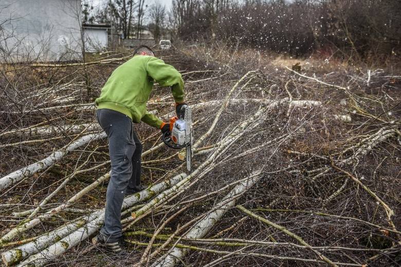 Zmiany PiS przegłosowane przez Sejm mają ograniczyć dziką samowolę w wycince drzew, która ma miejsce od 1 stycznia.