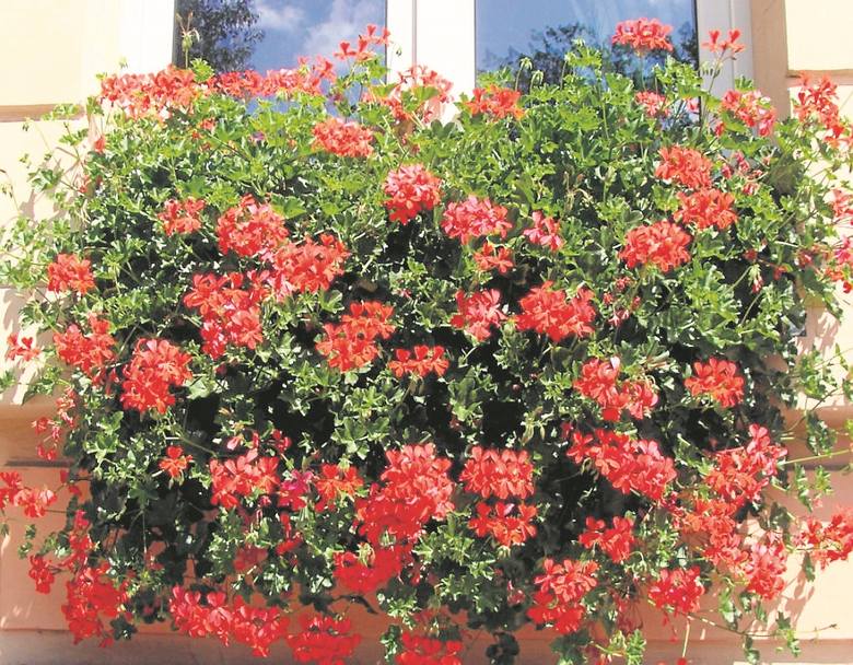 Po zabraniu pelargonii z balkonu, należy usunąć suche liście i kwiatostany oraz skrócić pędy.