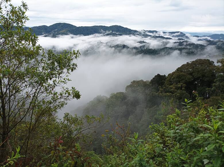 Mgła w dżungli w górach Rwandy