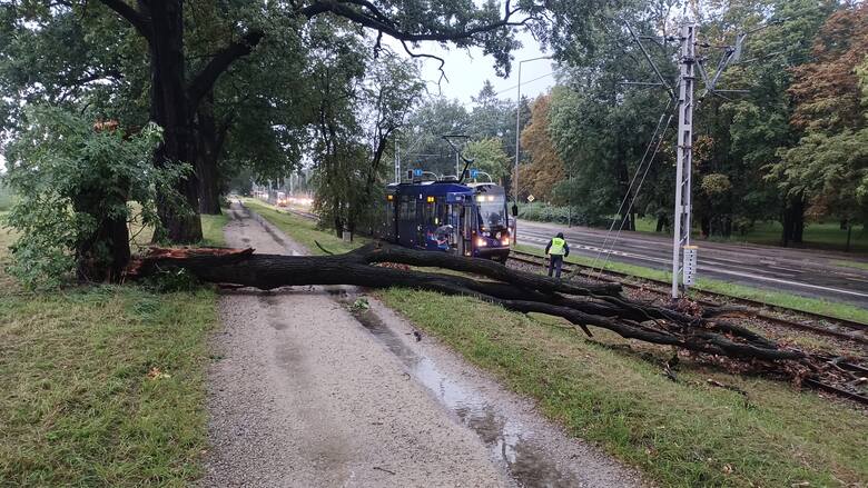 W trakcie burzy, drzewo przewróciło się na tory tramwajowe przy ul. Osobowickiej