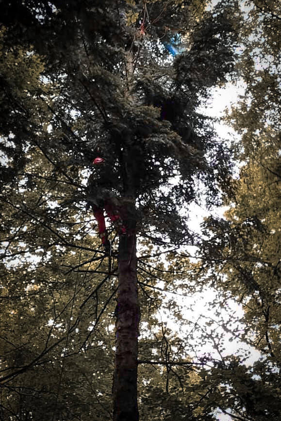 Paralotniarz zawisł na drzewie w Mszanie. Na szczęście, nic mu się nie stało [ZDJĘCIA]