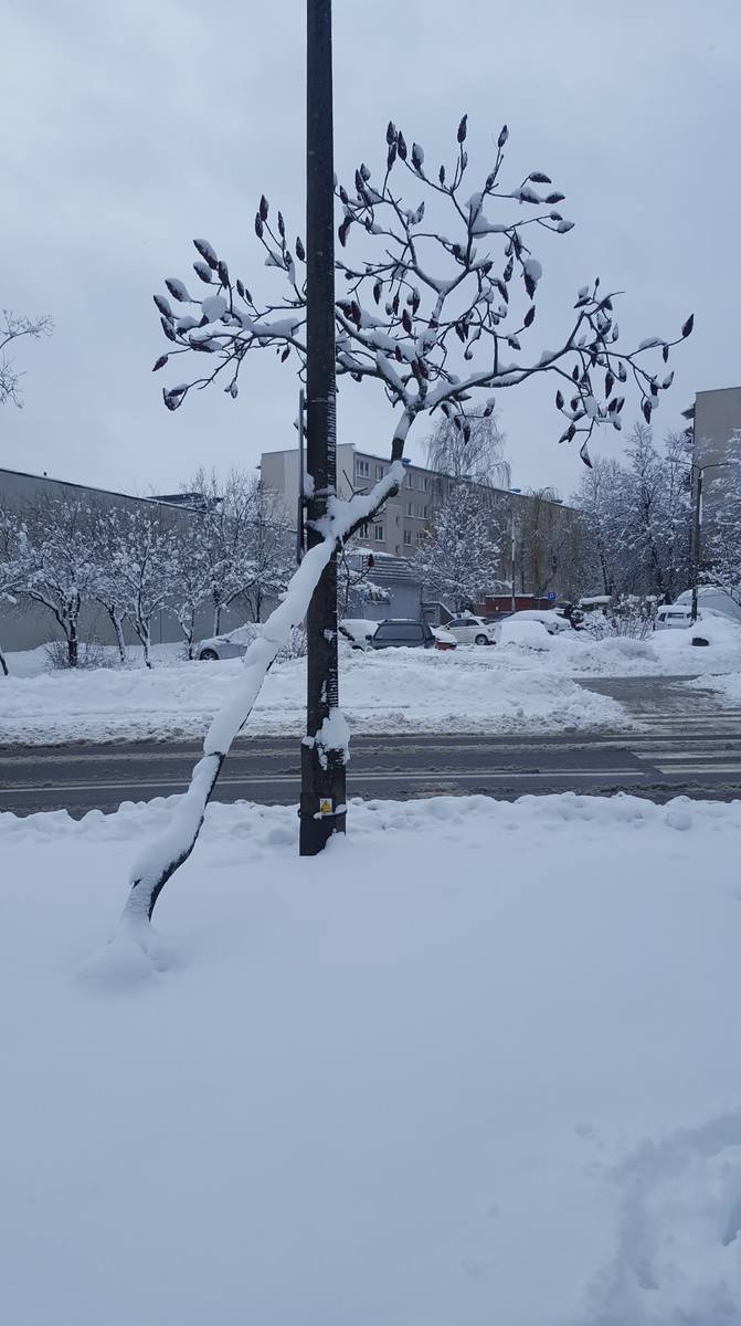 Drzewa nie wytrzymują ciężaru śniegu - Białystok, osiedle Piasta, 27.01.2021