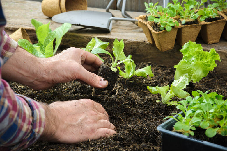 Niektóre warzywa sieje się wprost do gruntu, w przypadku innych trzeba przygotować rozsady. Są też rośliny, u których obie metody sprawdzają się.