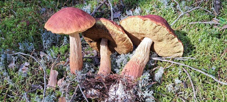 Borowiki amerykańskie można spotkać latem i jesienią. Jedną z charakterystycznych cech tych grzybów jest długi trzon z wyraźnymi bruzdami.licencja