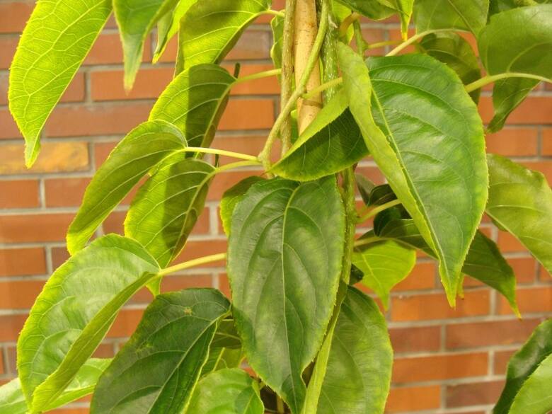 Aktinidia ostrolistna to pnącze, które można uprawiać w ogrodzie i na balkonie.