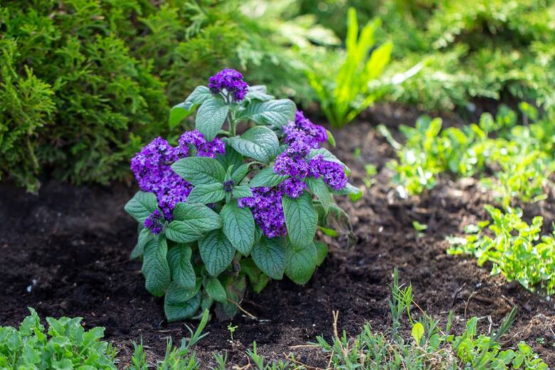 To niezbyt popularna roślina, ale zwróć na nią uwagę, jeśli chcesz mieć kwiat o pięknym zapachu. Nadaje się do ogrodu i na balkon.