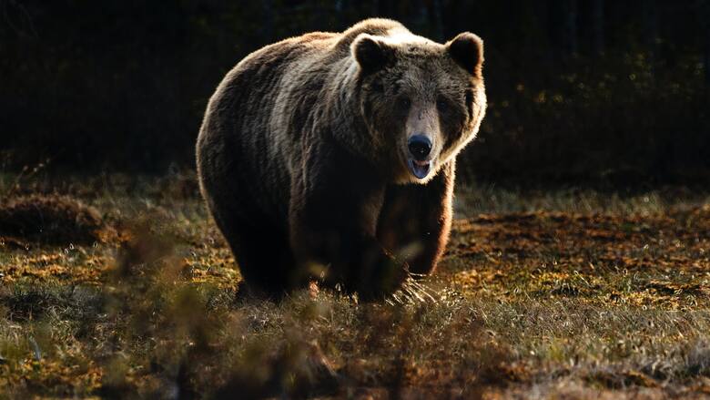Na ulicach oraz w okolicach Sanoka zaobserwowano niedźwiedzia. Może być niebezpieczny! Zdjęcie ilustracyjne