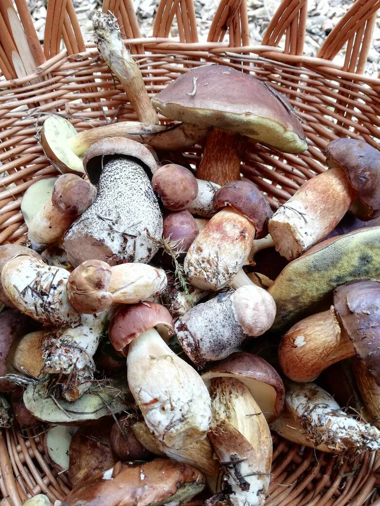Deszczowe wakacje w Borach Tucholskich. Efekt - grzybów w lesie jest niemal tyle, co jesienią. Więcej zdjęć grzybów z rejonu Śliwic, które zebraliśmy