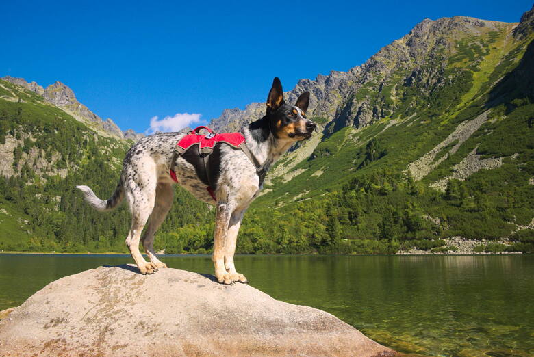 Pies przy Popradzkim Stawie w Tatrach 