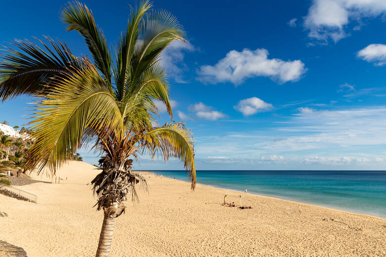 Palma na plaży Jandia (Fuerteventura, Wyspy Kanaryjskie)