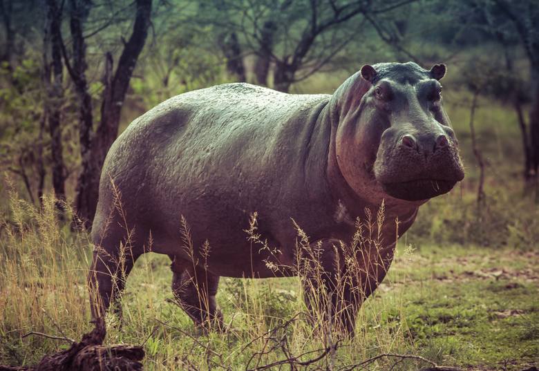 <strong>Hipopotam</strong><br />  <br /> <br /> Hipopotam, z pozoru przyjemny wodny olbrzym, to niezwykle niebezpieczne zwierzę. Cechuje je agresywne zachowanie a także zaskakująca szybkość. W parę sekund potrafi rozpędzić się do 30 km/h. Człowiek właściwie nie ma szans na przeżycie takiego ataku. 