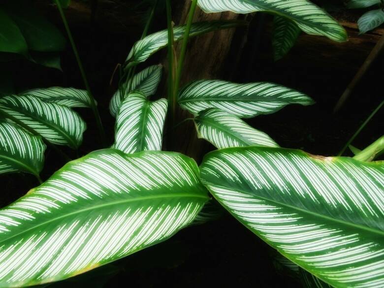 Wzory na liściach kalatei czasem wyglądają, jak ręcznie namalowane. Niestety, żeby wyglądały pięknie, wymagają starannej opieki.