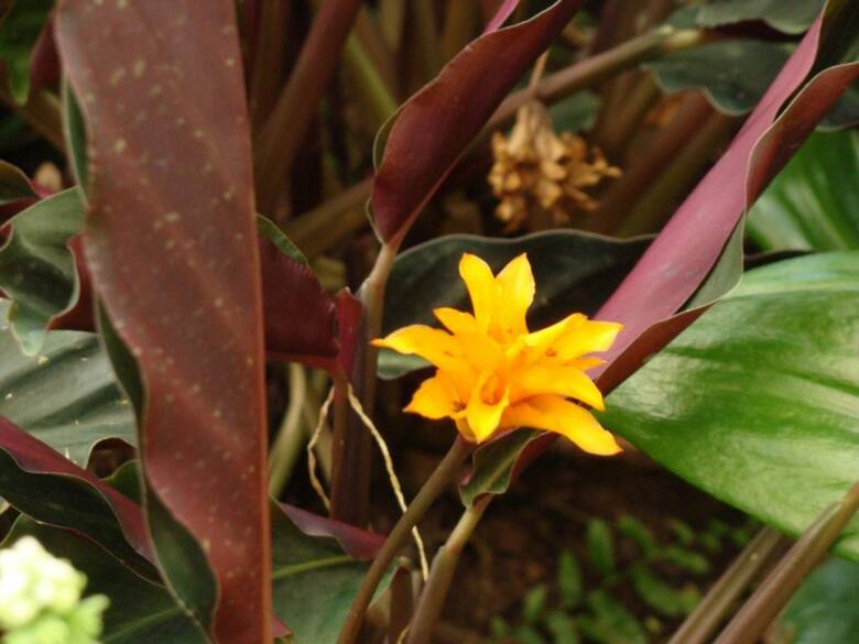 Kalateę żółtokwiatową w warunkach domowych trudno doprowadzić do kwitnienia.