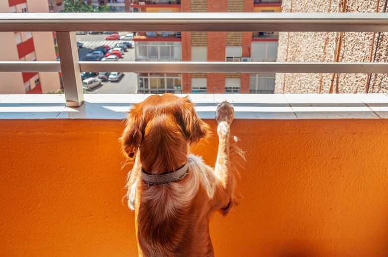 pies na balkonie