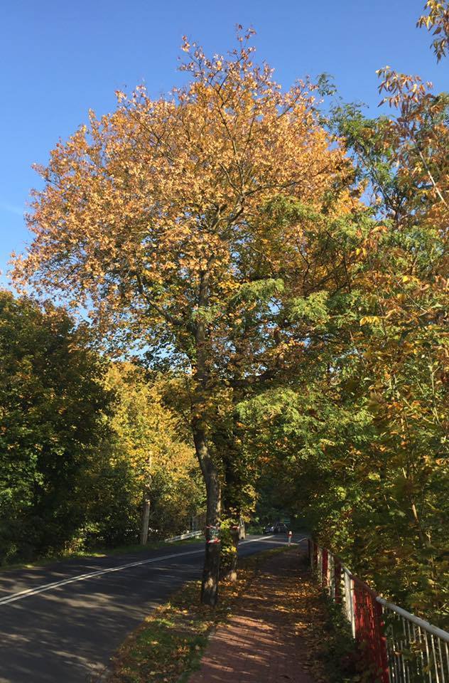 W ubiegłym tygodniu pisaliśmy o planowanej wycince drzew na grobli w Puszczykowie. Drzewa miałyby zniknąć, gdy powstawać będzie nowa ścieżka rowerowa wzdłuż ul. Poznańskiej. Mówiło się nawet o wycięciu 43 drzew, w tym wielu leciwych i cennych przyrodniczo.