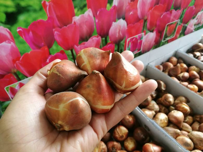 Cebulki tulipanów przodują w sprzedaży od wielu lat.