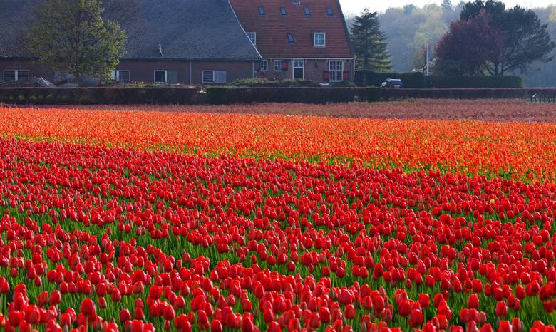 Pole tulipnaów