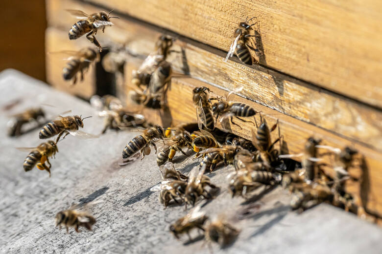 Ruszyła kolejna forma pomocy dla pszczelarzy.