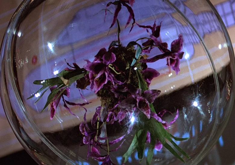 Śmiercionośna Orchidea Nigra z filmu "Moonraker"